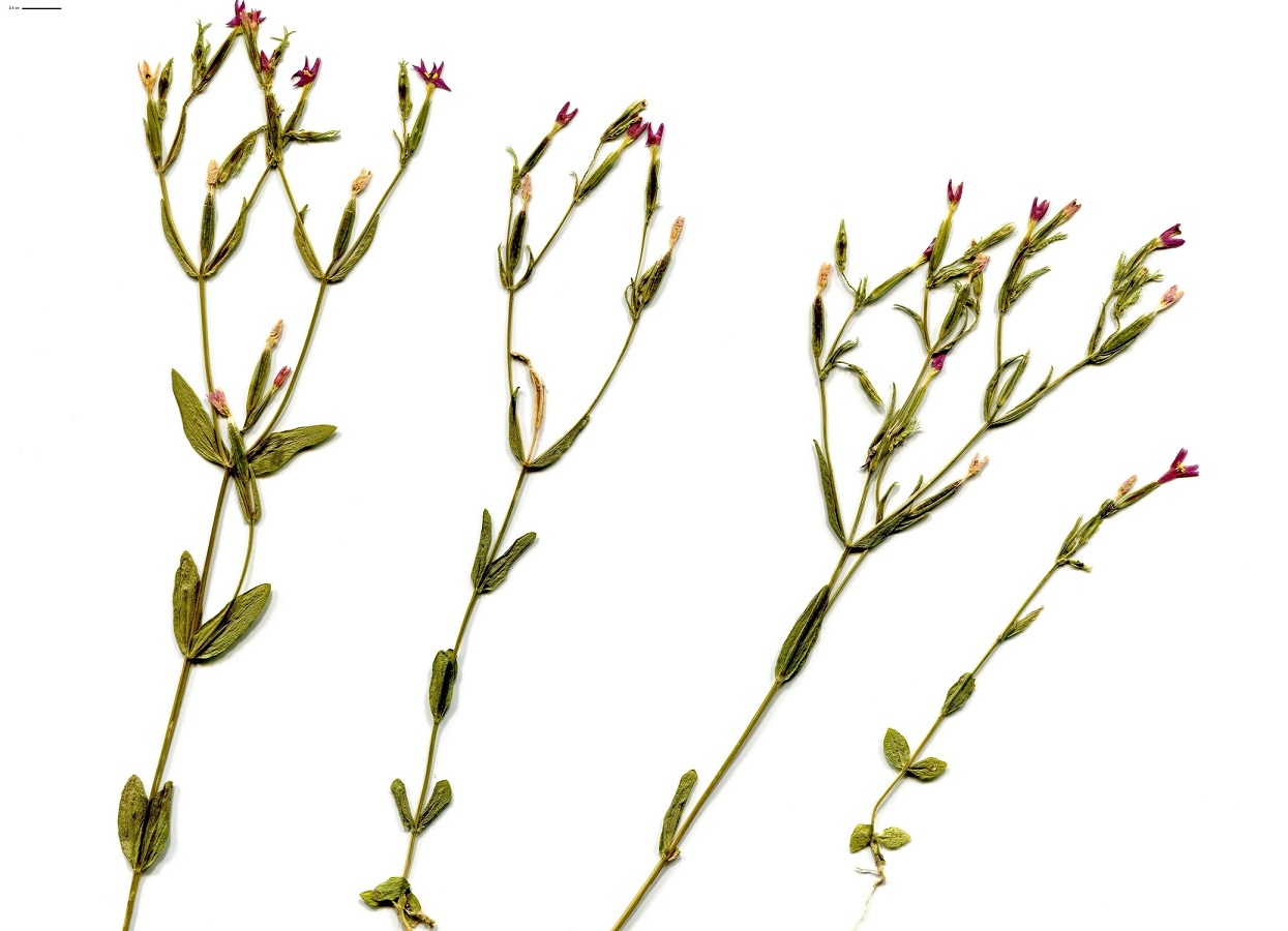 Centaurium pulchellum (Gentianaceae)